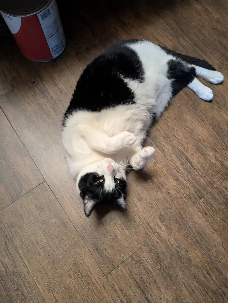 A black and white cat is lying on its back on a wooden floor, looking up with its paws curled near its chest. A red and…