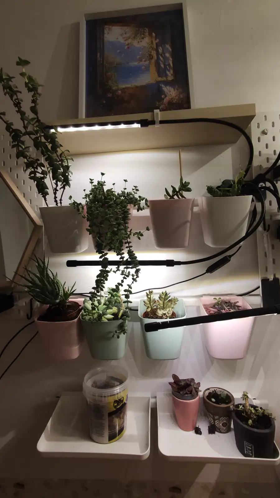 A wall-mounted indoor garden setup with multiple small potted succulents and other plants arranged on shelves, illuminated…