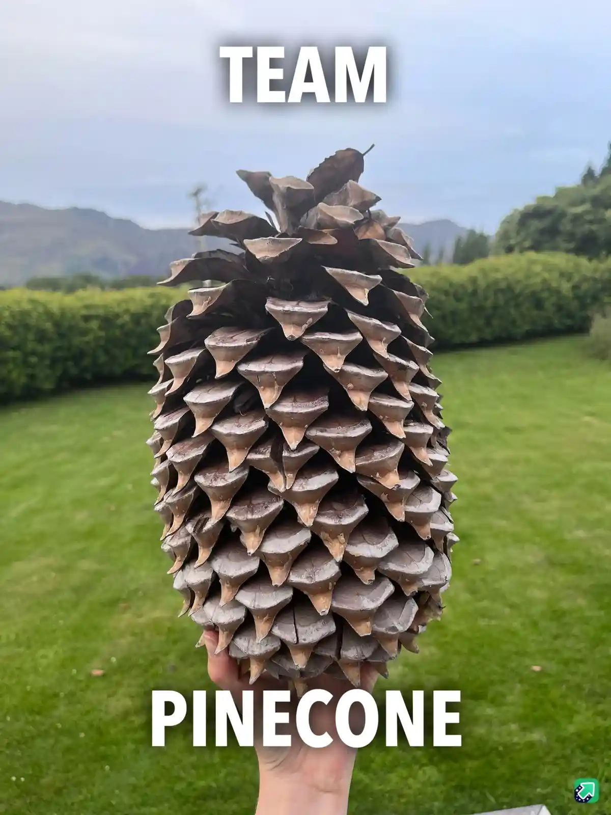 Calling All Team Pinecone Members, Where Are You?