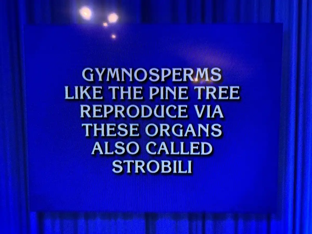 A blue screen with white text reads 'GYMNOSPERMS LIKE THE PINE TREE REPRODUCE VIA THESE ORGANS ALSO CALLED STROBILI', set…