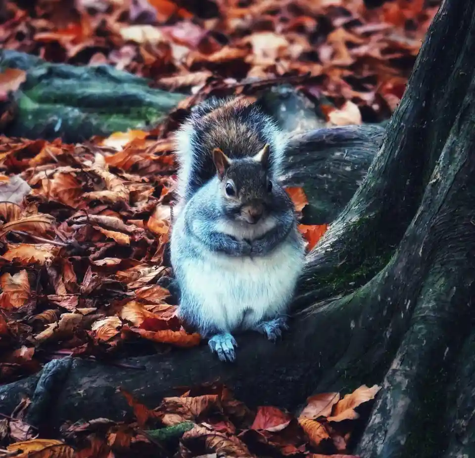 A grey squirrel with a white underbelly sits upright on a mossy tree root surrounded by autumn leaves, looking directly at…