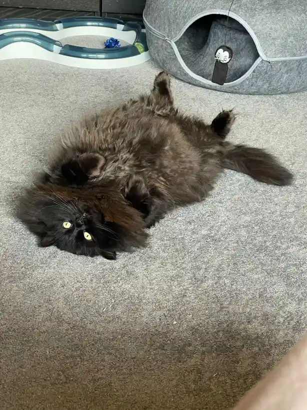 A fluffy black cat lies on its back on a gray carpet, looking up with wide yellow eyes, surrounded by cat toys and a gray…