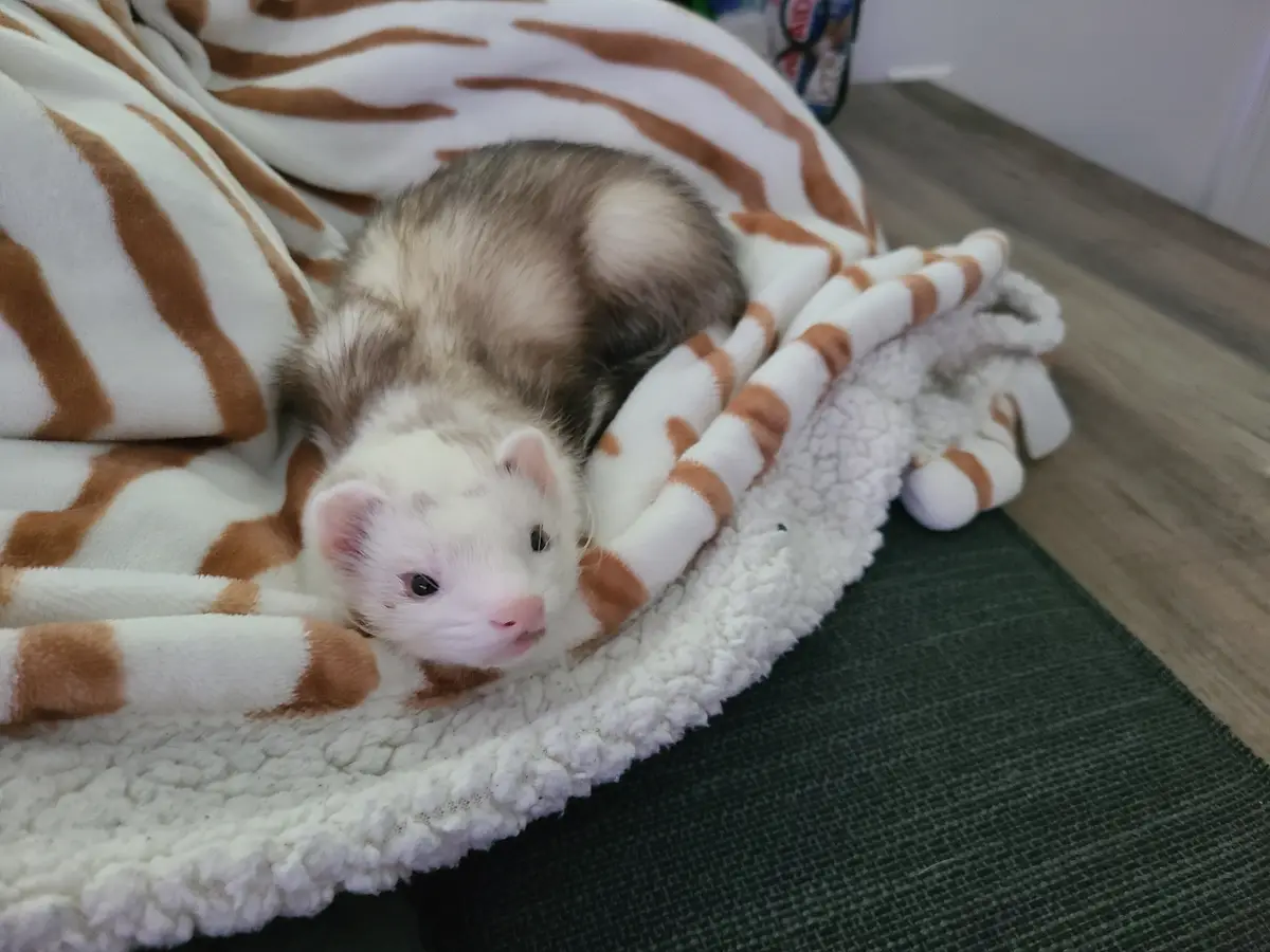 A small ferret with a white face and brownish-gray body is curled up and looking directly at the camera from inside a…