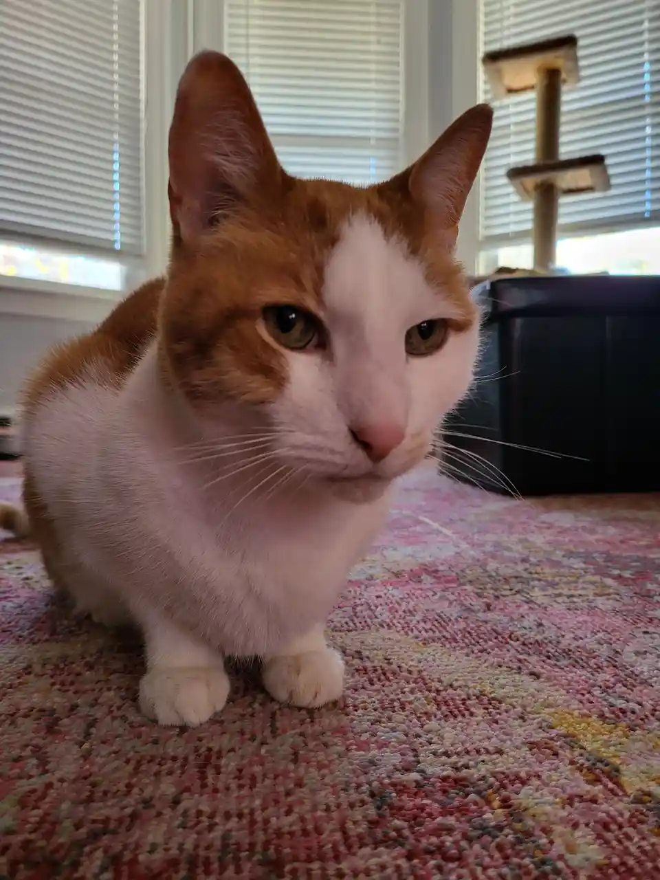A close-up photo of an orange and white domestic cat sitting on a colorful patterned rug, looking directly at the camera…