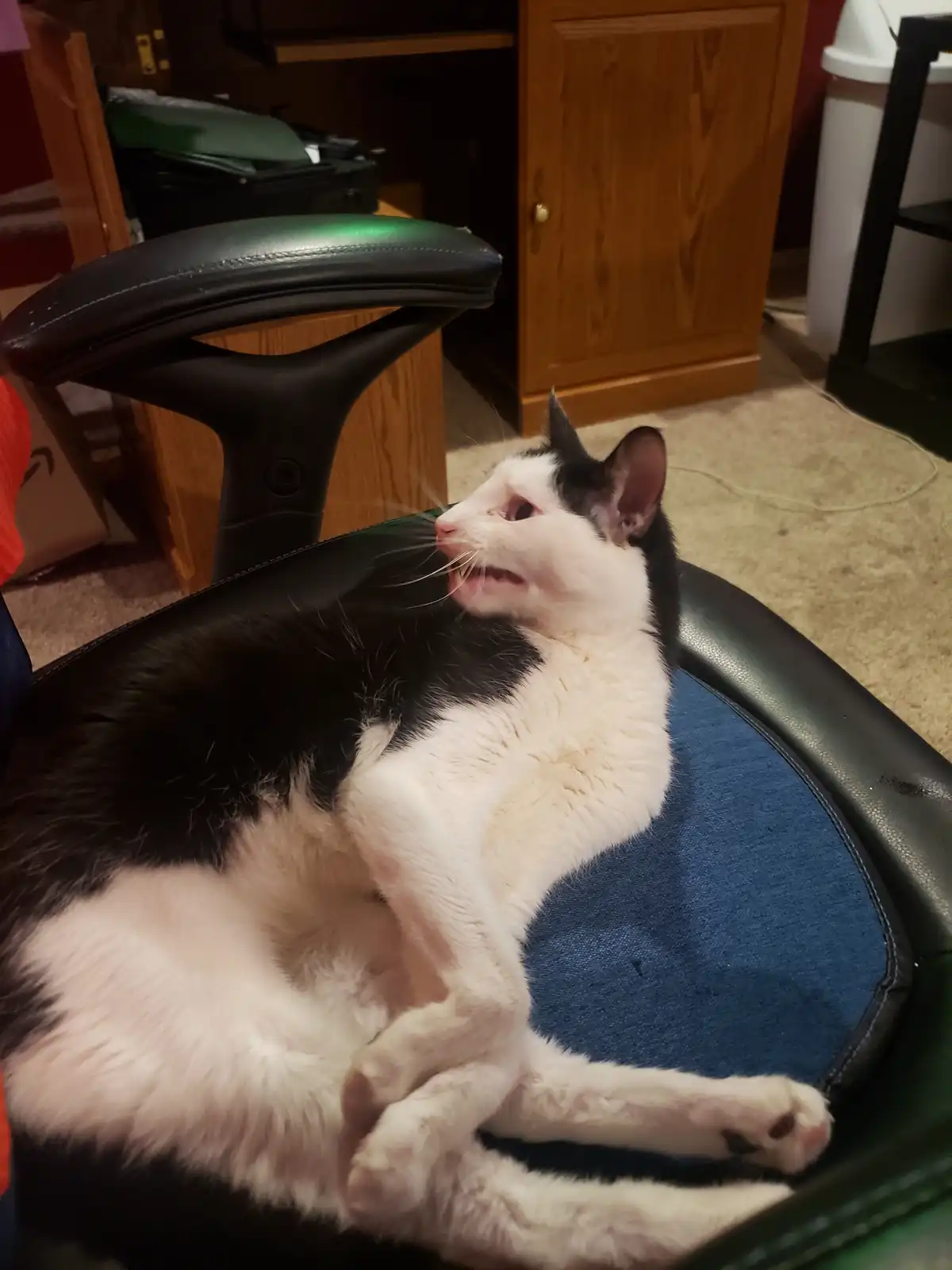 A black and white cat lounges comfortably on a black office chair with a blue seat pad, its head tilted back and mouth…