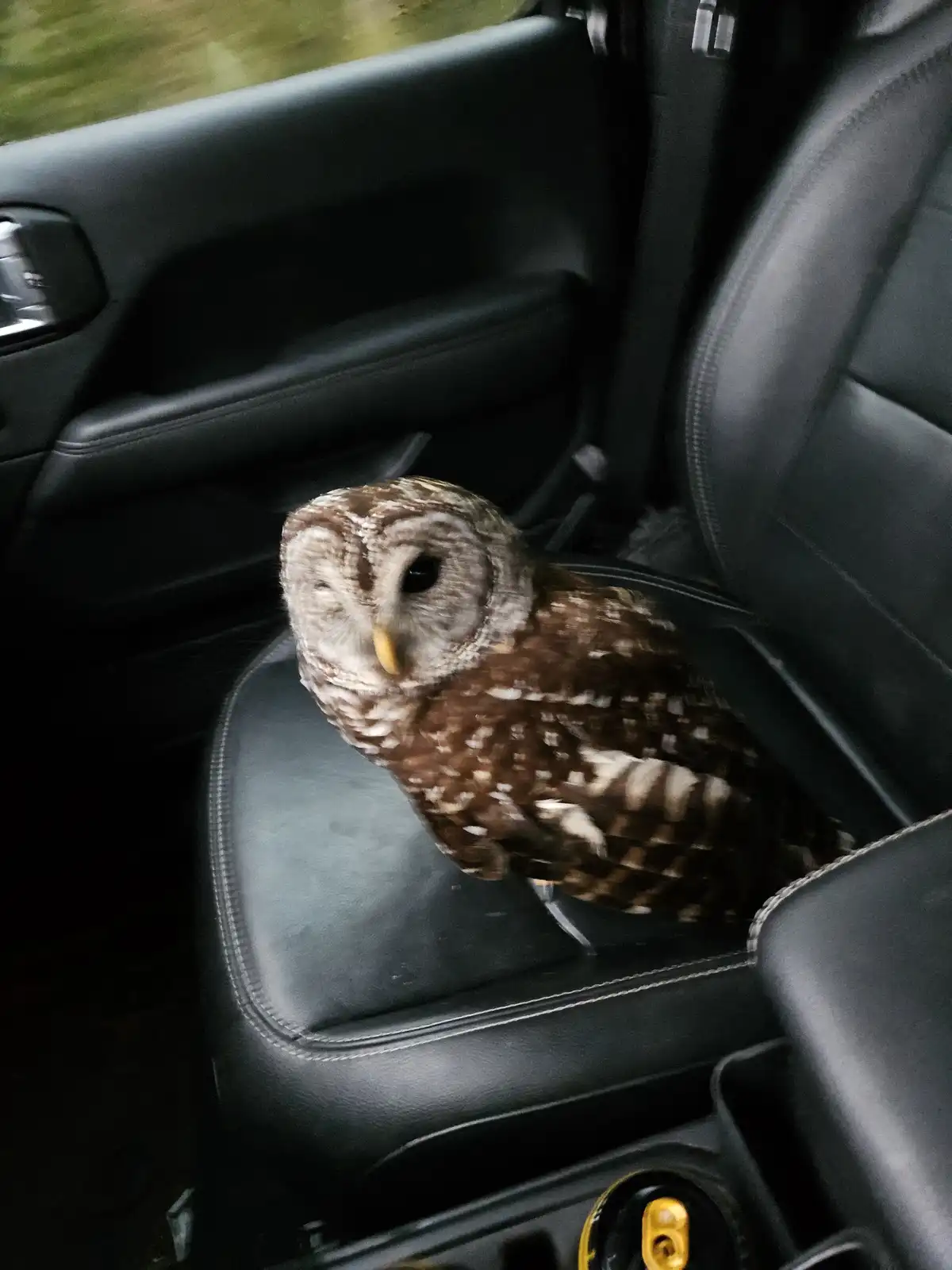 A barred owl with brown and white mottled feathers sits calmly on a black leather car seat, looking directly at the camera…