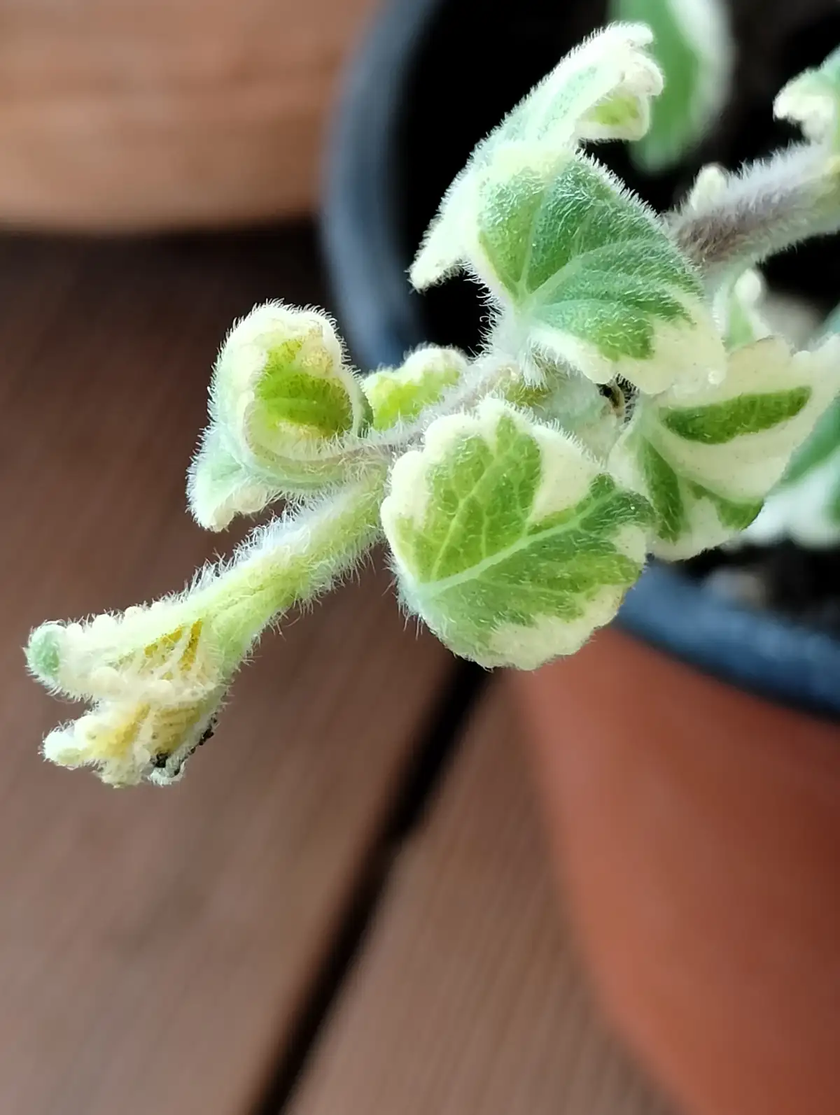 A close-up photo shows a fuzzy, variegated green and white plant with curled, hairy leaves and stems, set against a blurred…