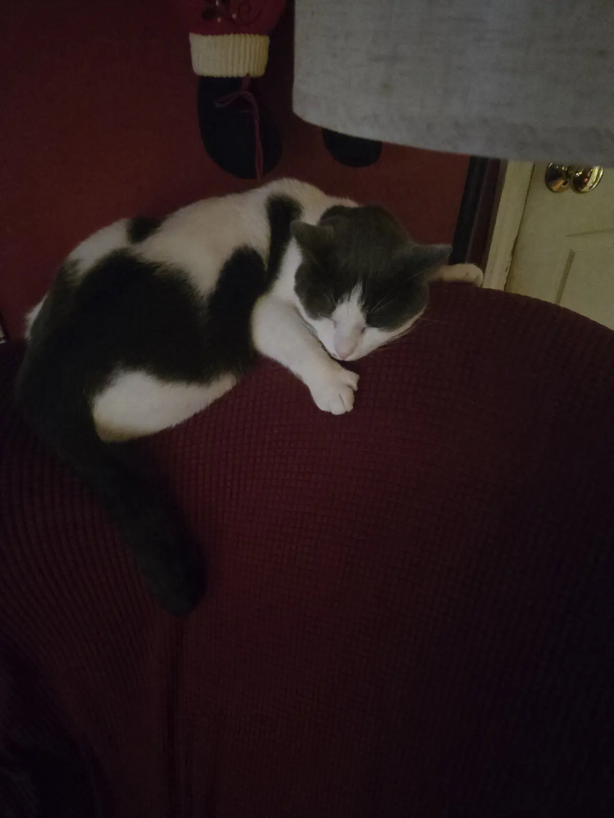 A black and white cat is curled up and sleeping soundly on a dark red textured chair. The cat's eyes are closed, and it…