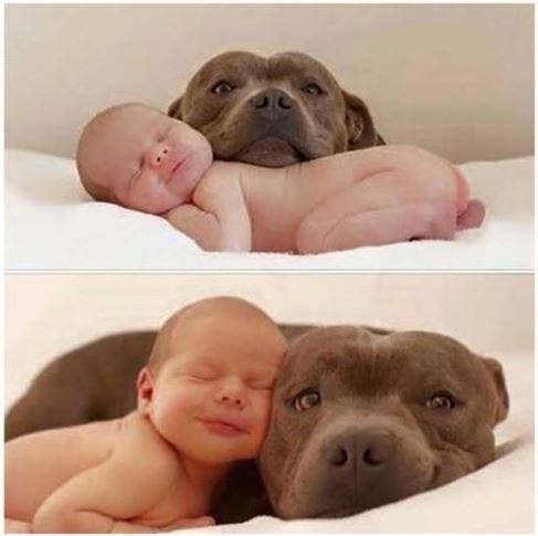 Two-panel image shows a baby and a pit bull dog cuddling on a white blanket. In the top panel, the baby sleeps peacefully…