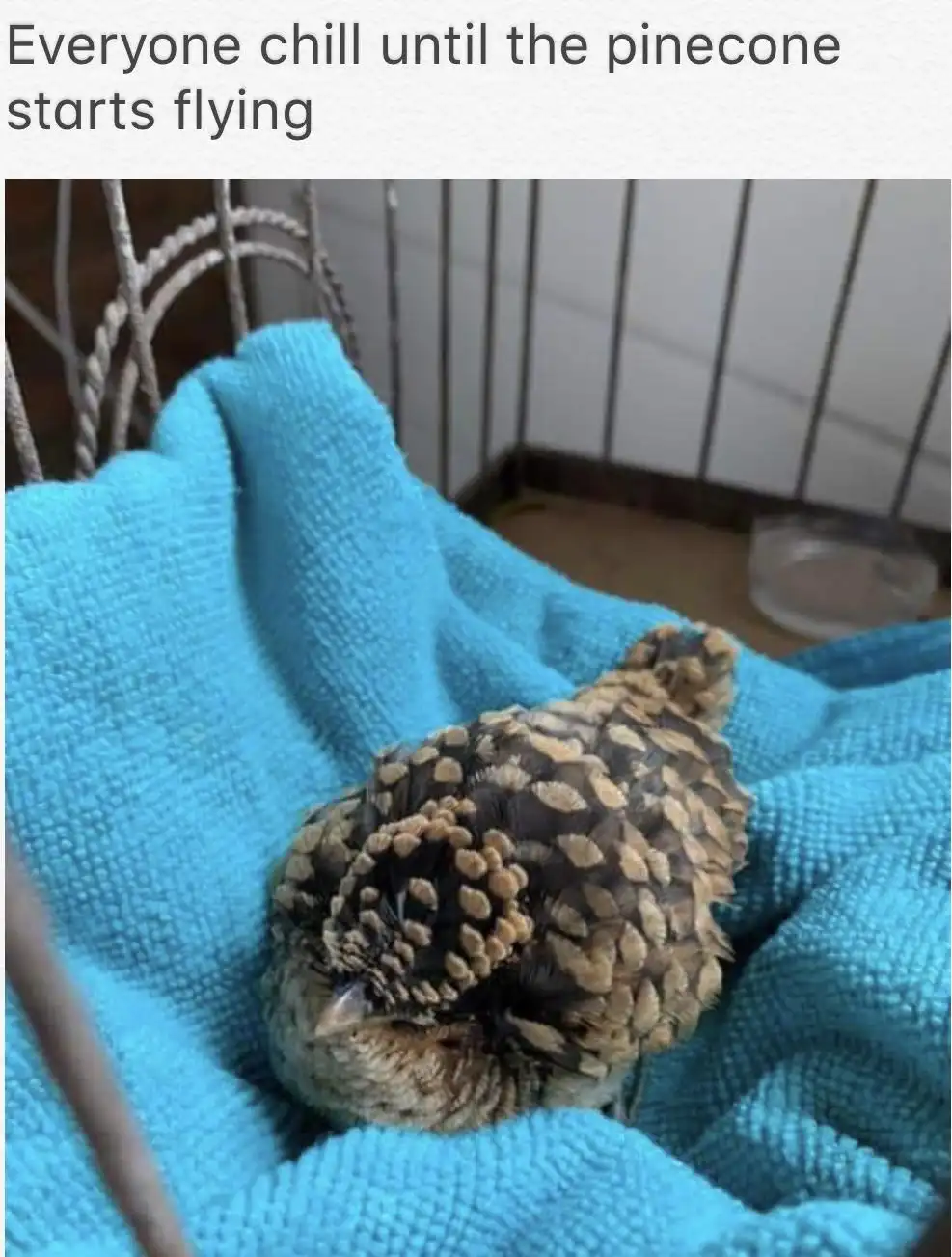 A small bird with brown and tan feathers is curled up and sleeping on a bright blue towel inside a wire cage. The bird's…