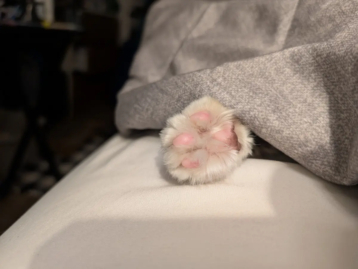 A close-up photo shows a fluffy white cat paw with pink pads resting on a person's lap, which is covered in light-colored…