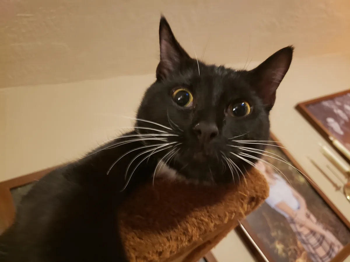 Adorable cats stealing the spotlight!