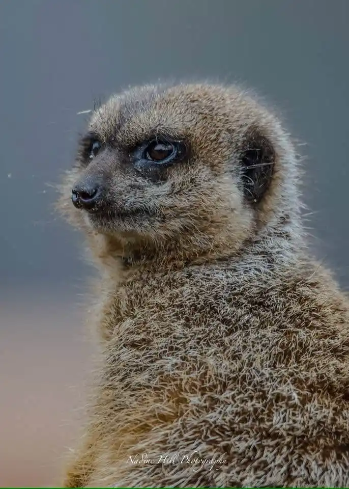 A close-up photograph of a meerkat looking off to the side with a serious, slightly weary expression. The image has text…
