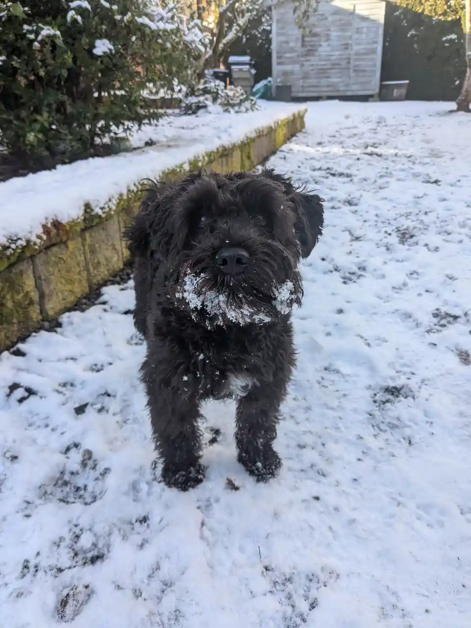 A black, shaggy dog stands in a snowy backyard, snow clinging to its fur and muzzle. The background shows snow-covered…
