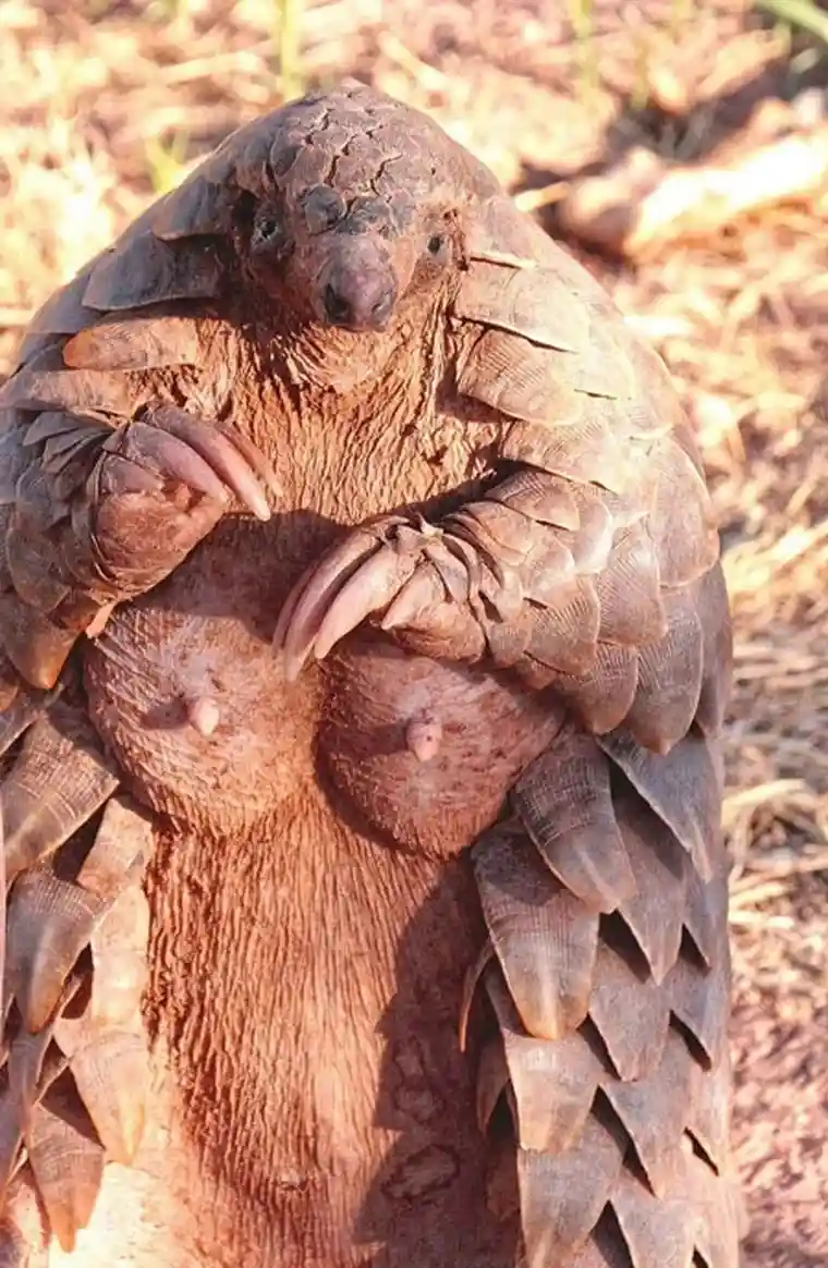 A close-up photo of a pangolin standing upright, its body covered in overlapping scales, with its front limbs raised near…