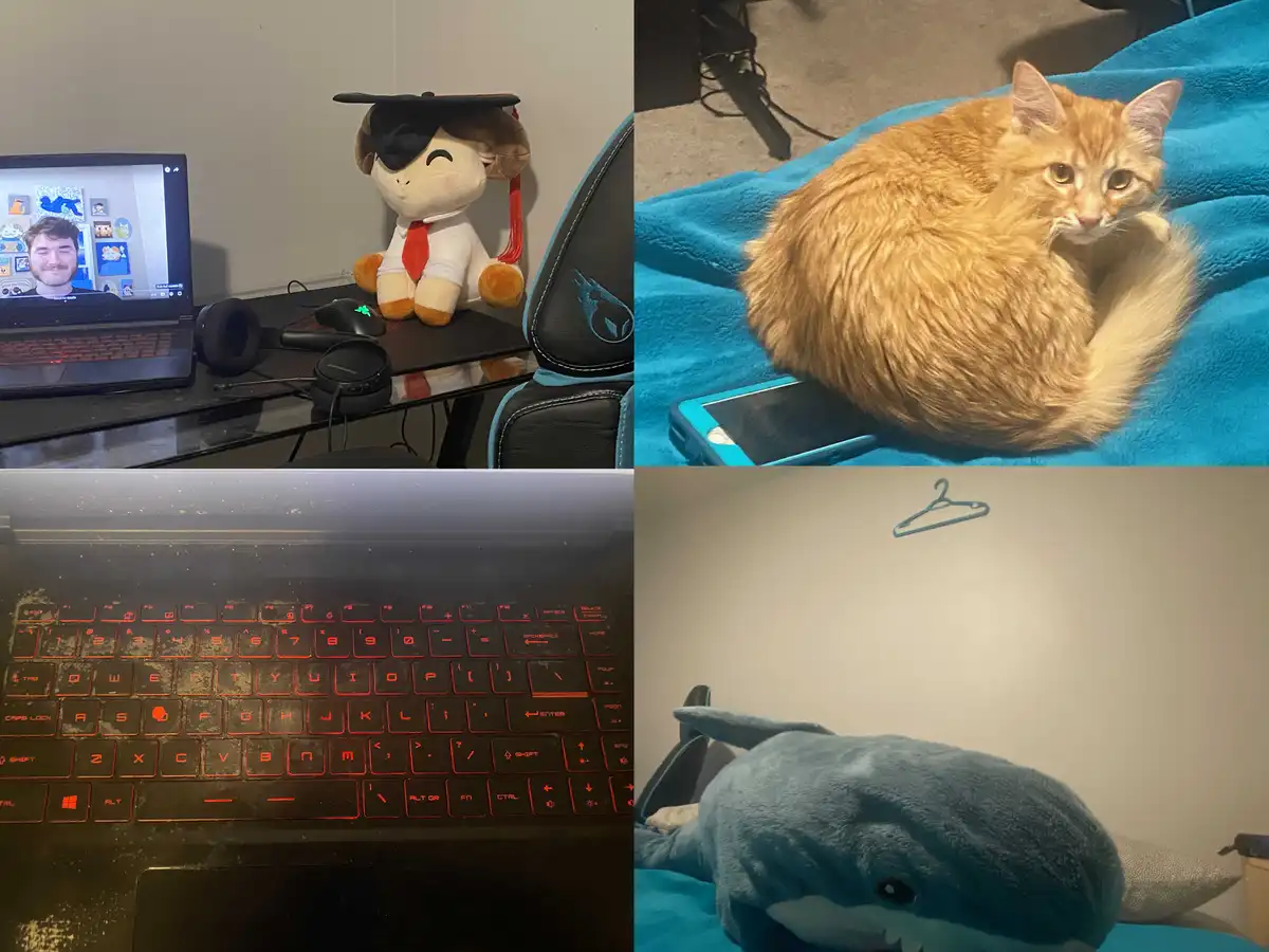 A four-panel collage shows: a person on a video call beside a plush toy wearing a graduation cap; an orange cat sitting on a…
