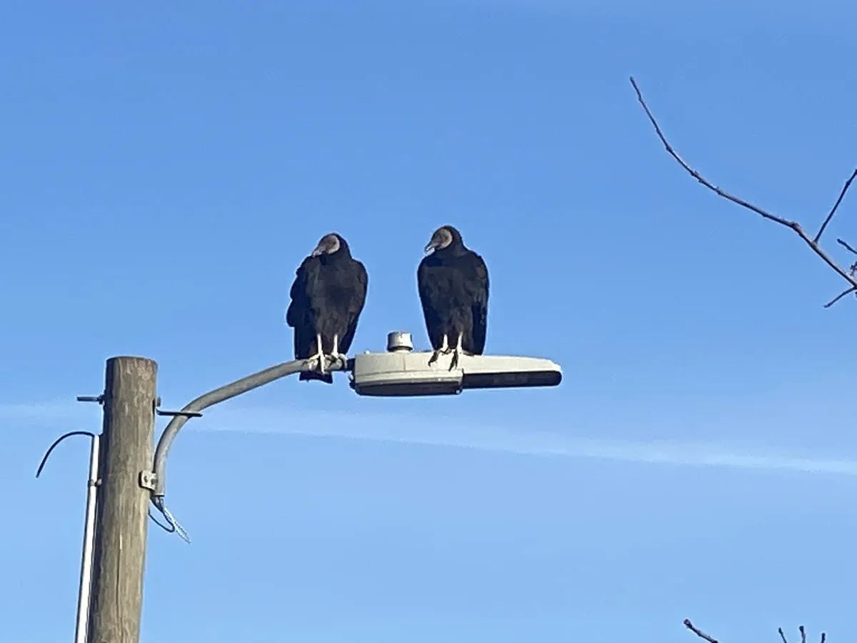 Two black vultures with pale heads are perched side-by-side on a metal streetlight fixture against a clear blue sky. A…