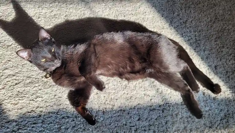 A black cat with yellow eyes lies sprawled on a textured carpet, partially in sunlight and partially in shadow, wearing a…