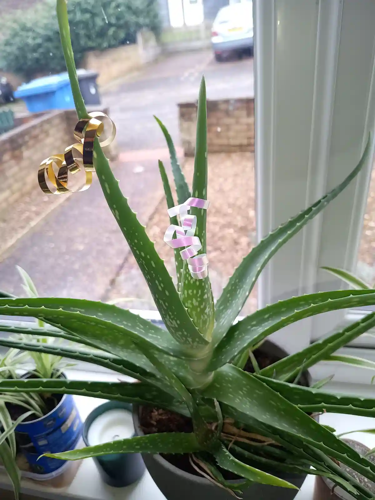 A close-up photo of a potted aloe vera plant on a windowsill, with two spiral party streamers—one gold and one pink—tied…
