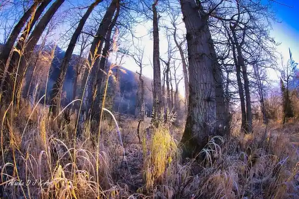A wide-angle photograph of a forest with tall, bare trees and golden-brown grasses in the foreground, bathed in warm…