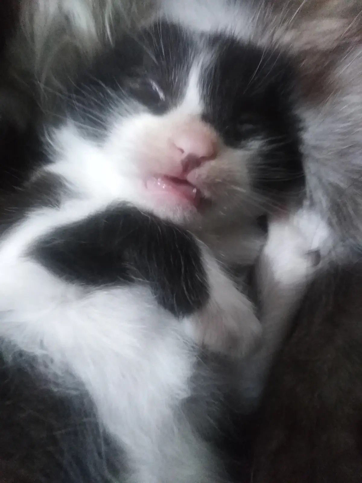 A close-up, slightly blurry photo of a black and white fluffy kitten with its eyes half-closed, appearing sleepy or…