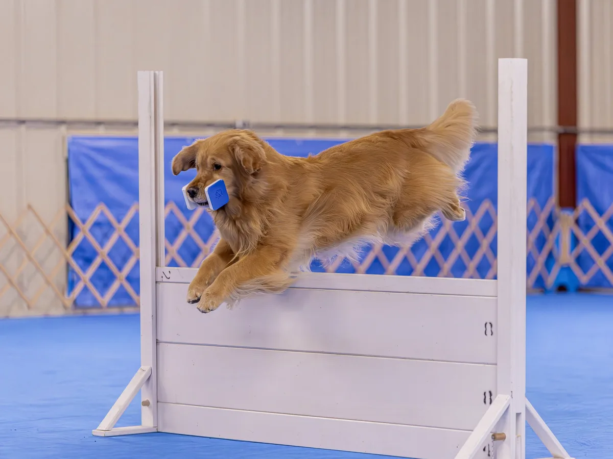 A golden retriever is mid-air, leaping over a white agility hurdle in an indoor dog competition arena with blue flooring and…