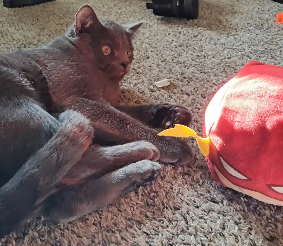 A gray cat lies on a carpet, looking unimpressed at a red plush toy with a yellow lightning bolt. The cat's expression is…