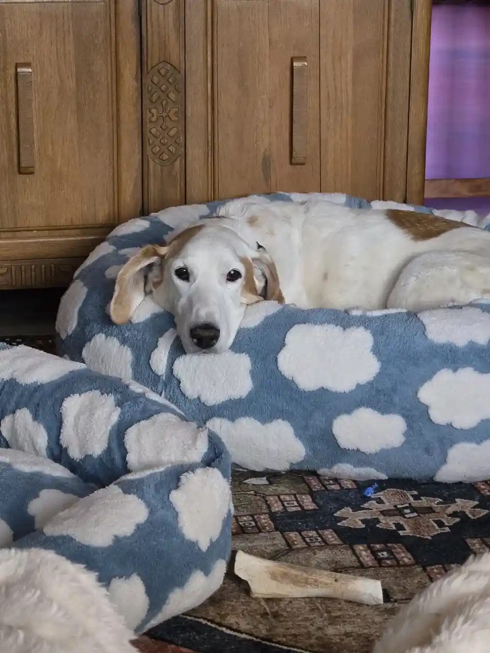 A white and tan dog with floppy ears lies curled up in a blue and white cloud-patterned dog bed, looking directly at the…
