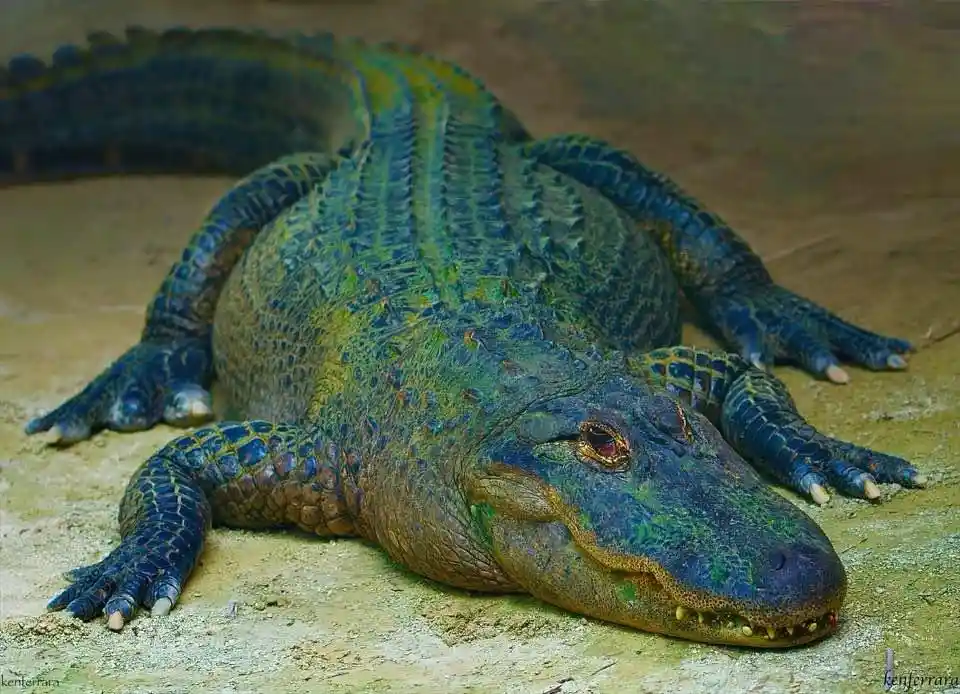 a large alligator with blue and green scaly skin lies on sandy ground, its eyes half-closed and mouth slightly open…