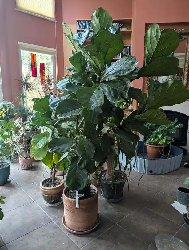 A large, leafy fiddle leaf fig plant sits prominently in a terracotta pot on a tiled floor, surrounded by other potted…