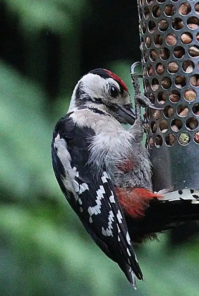 A close-up photo of a woodpecker with black, white, and red plumage clinging to a metal bird feeder filled with nuts. The…