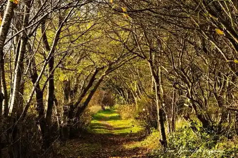 A serene, sun-dappled forest path lined with trees whose branches arch overhead, creating a natural tunnel effect. The…