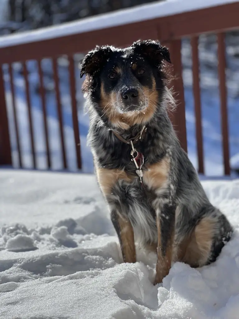 A medium-sized dog with black, tan, and grey fur sits in deep snow on a wooden deck, snowflakes clinging to its ears and…