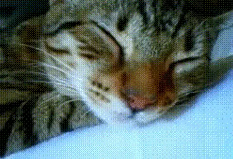 The image shows a tabby cat sleeping peacefully with its eyes closed, appearing very relaxed and content. The cat is shown…