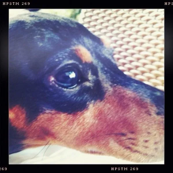 A close-up photo of a black and tan dachshund's face, showing its large, soulful eye and part of its snout, resting on a…