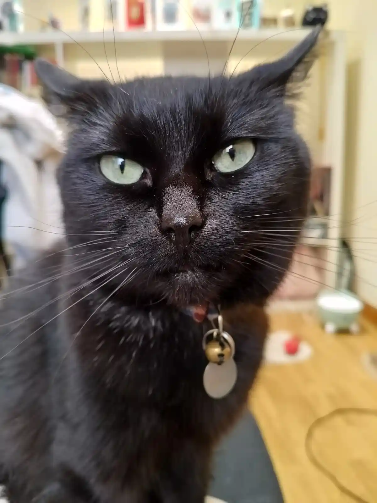 A close-up photo of a black cat with light green eyes and a slightly downturned mouth, looking directly at the camera with…