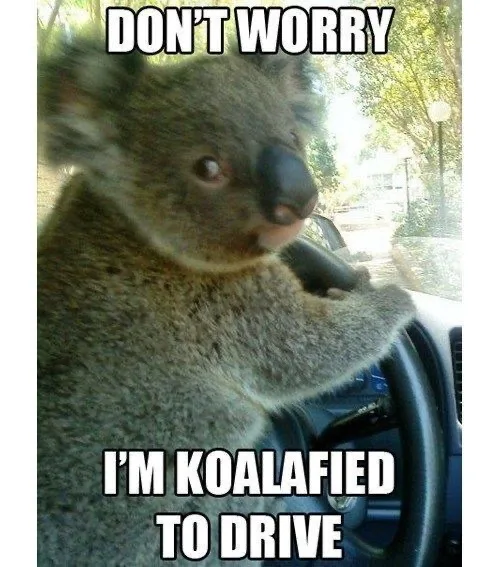 A koala is sitting in the driver's seat of a car, gripping the steering wheel with one paw. The image has white bold text…