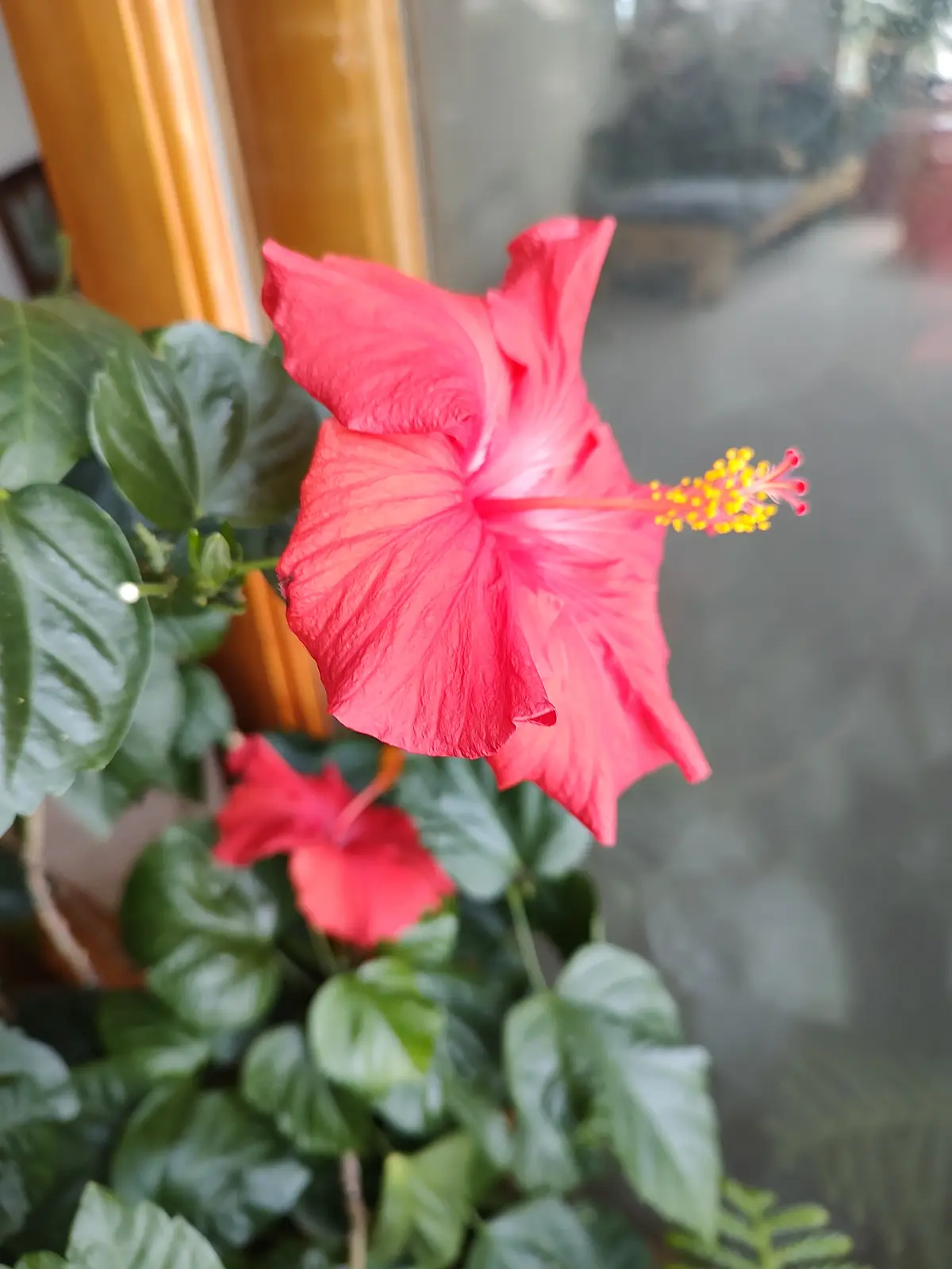 A close-up photo shows a vibrant red hibiscus flower with large green leaves, positioned near a window with a blurred…