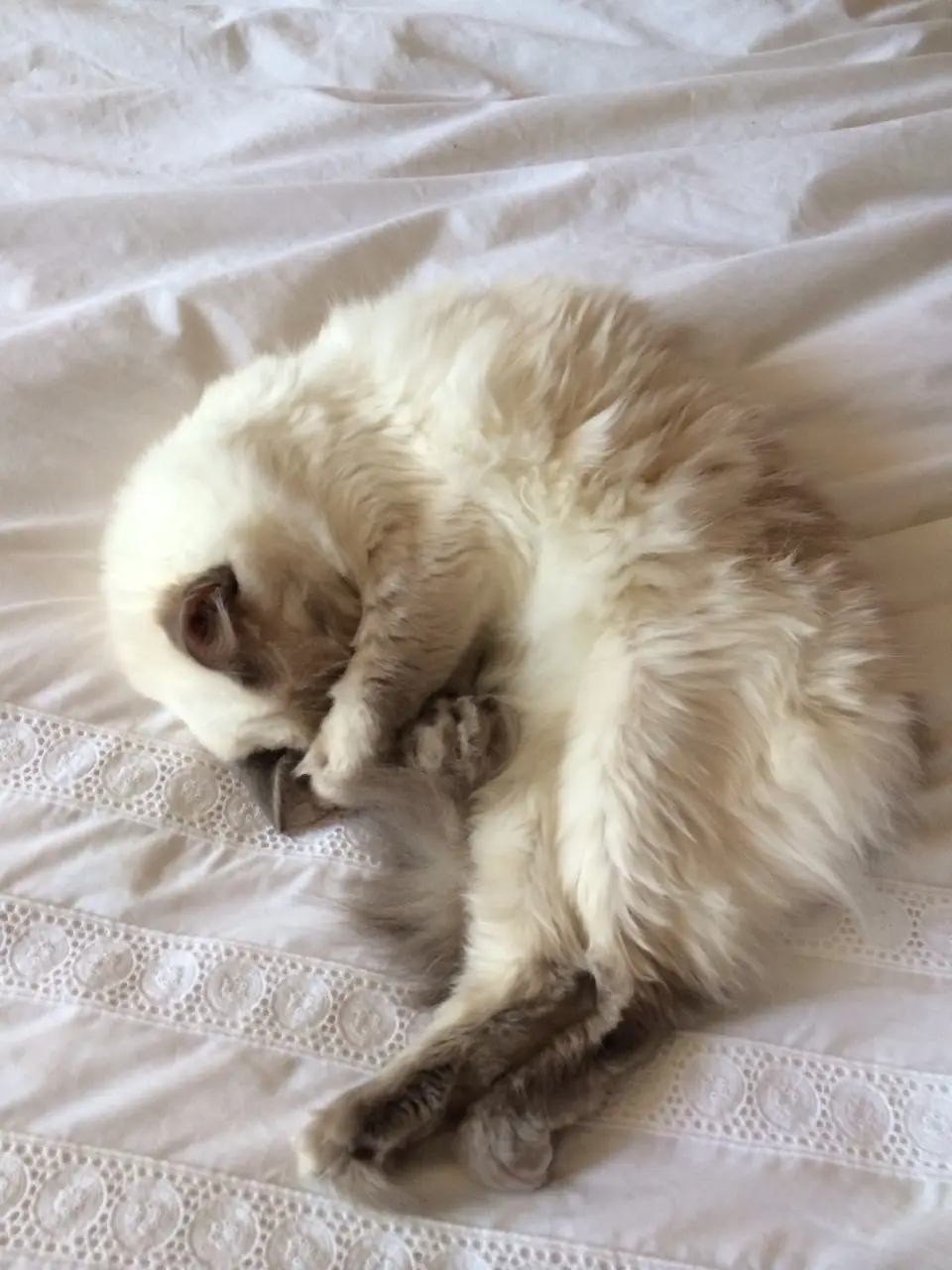A fluffy, light-colored cat is curled up and sleeping soundly on a white bedspread with lace trim. The cat's body is tightly…
