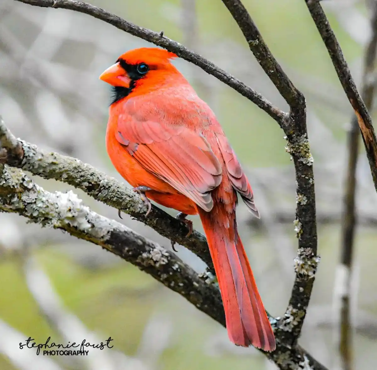 A vibrant red male cardinal perches on a lichen-covered tree branch, its bright orange beak and black facial mask…