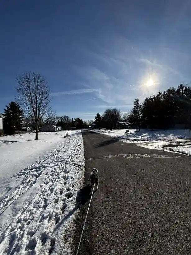 A small dog walks down a snowy residential street on a leash, with a bright sun in a clear blue sky. The dog is on the…
