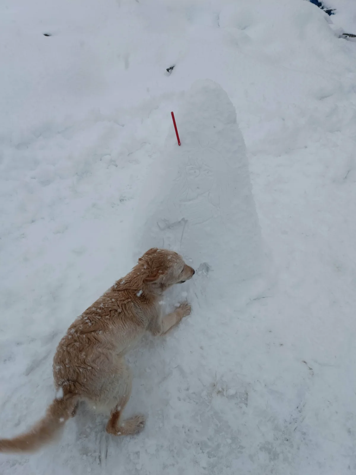 A light brown dog is in a snowy landscape, looking intently at a snow sculpture that resembles a person's face with long…