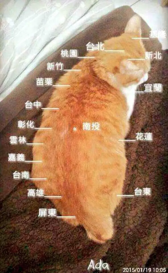 Tainyan: The Enigmatic Wonder