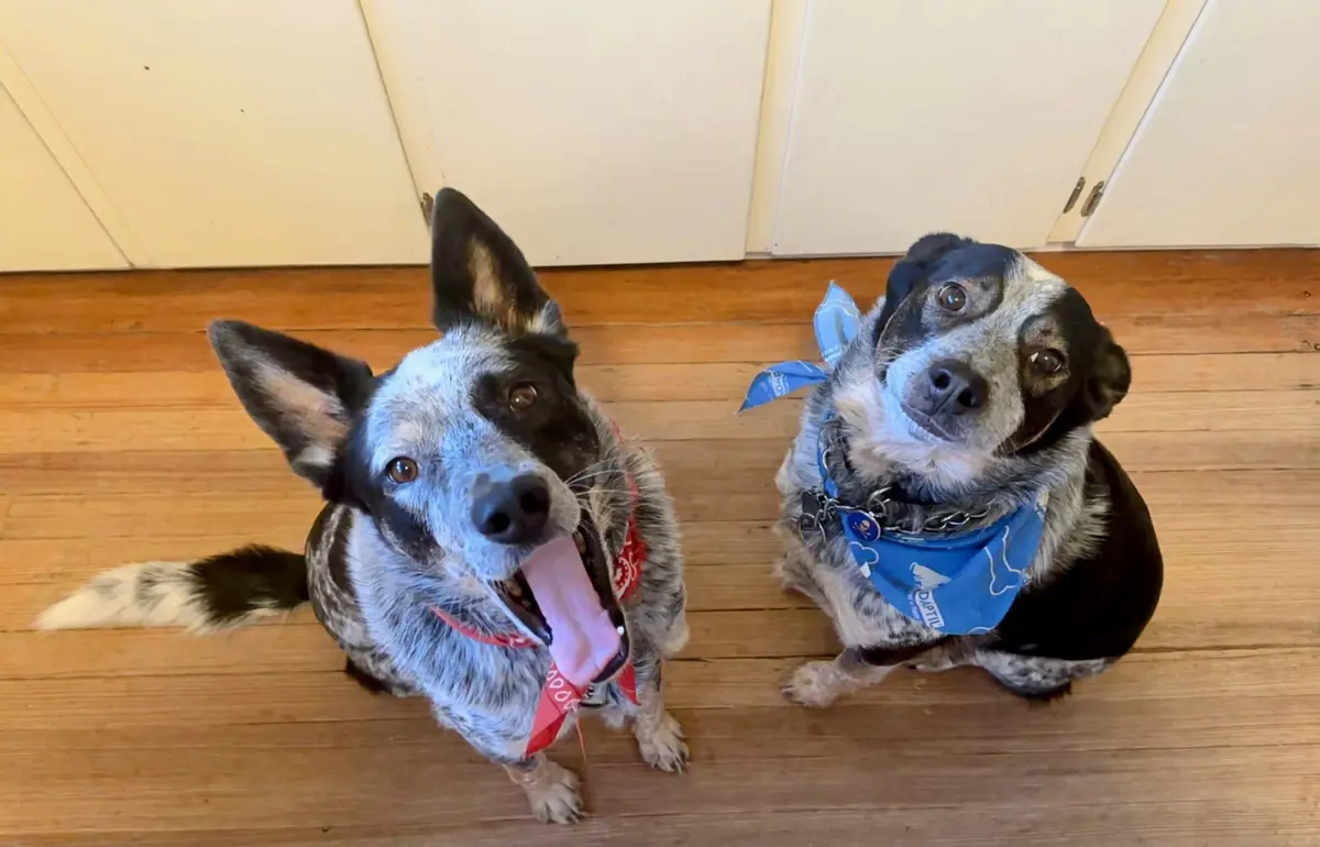 Two blue heeler dogs sit on a wooden floor looking up at the camera. The dog on the left has its tongue out and wears a red…