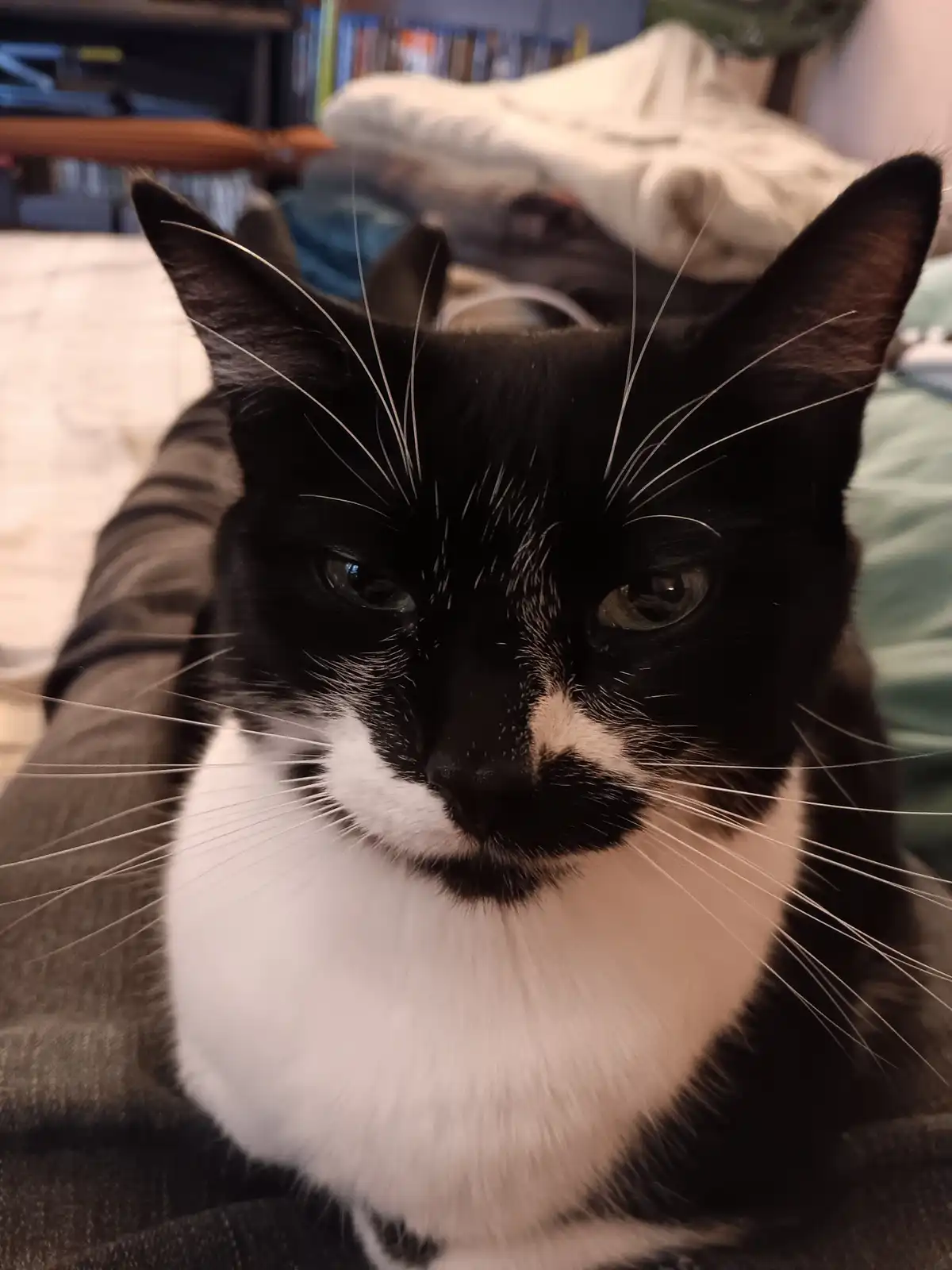 A close-up photo of a black and white cat with a stern, unimpressed expression, looking directly at the camera while resting…