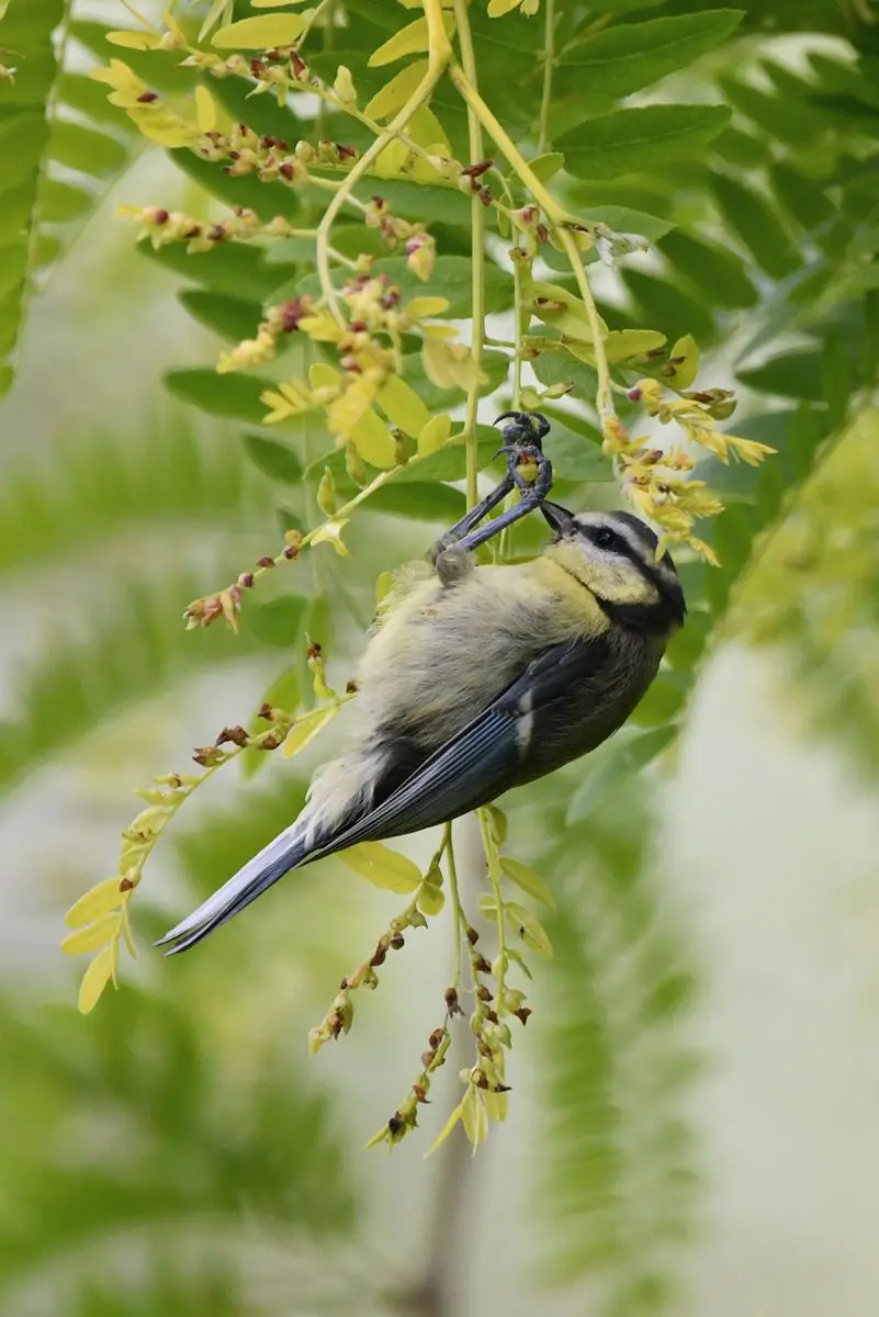 A small blue tit bird is hanging upside down from a green leafy branch, gripping it with its feet while holding a small…