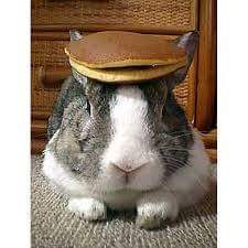 a fluffy gray and white rabbit sits calmly on a carpet with a single golden-brown pancake balanced perfectly on its head…