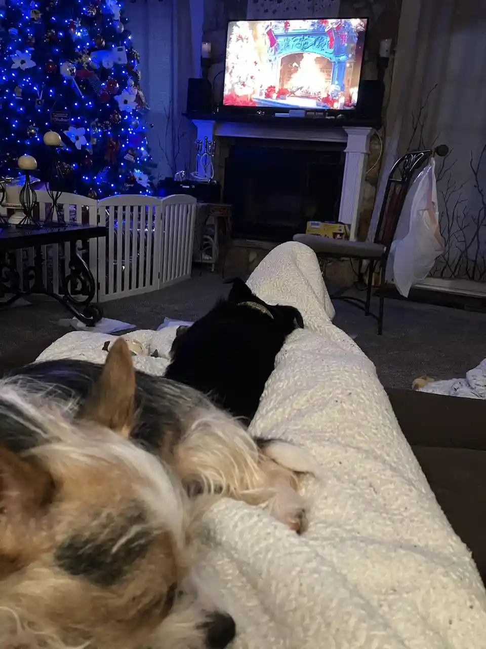 Two dogs are sleeping on a white blanket on a couch in a dimly lit living room decorated for Christmas, with a lit tree and…