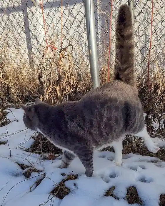 A gray tabby cat with white paws stands in snow near a chain-link fence, its tail held high and body angled away, as if…