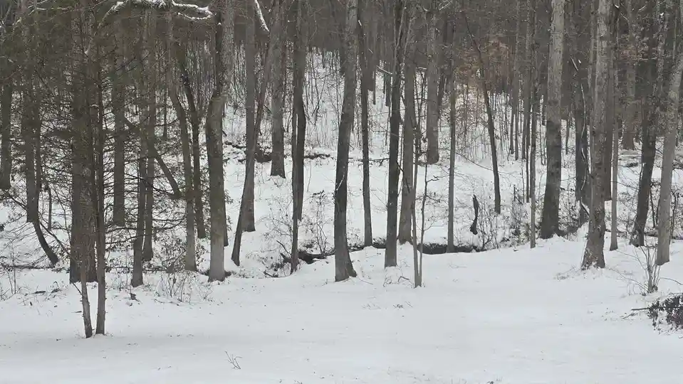 A snowy forest scene with bare trees and a snow-covered ground, overlaid with the text 'i'm not lazy, i'm in energy-saving…